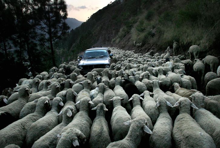 sheep-roadblock.jpg